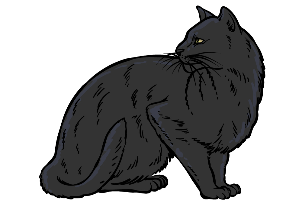 Black Cat Drawing Tutorial